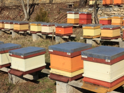 Que fait l’apiculteur à la fin de l’hiver ? 