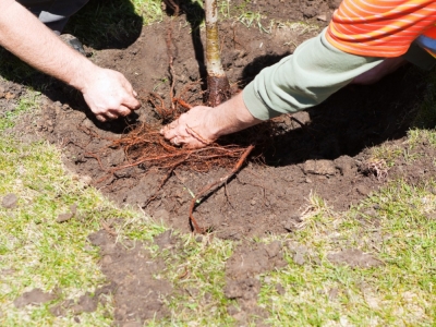 Comment planter un arbre aux racines nues ? 