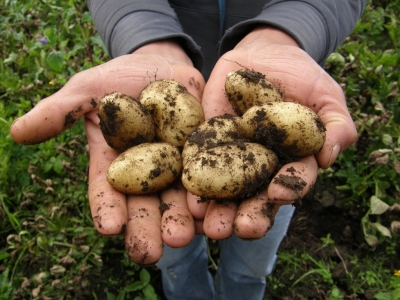 Comment cultiver ses pommes de terre ? 