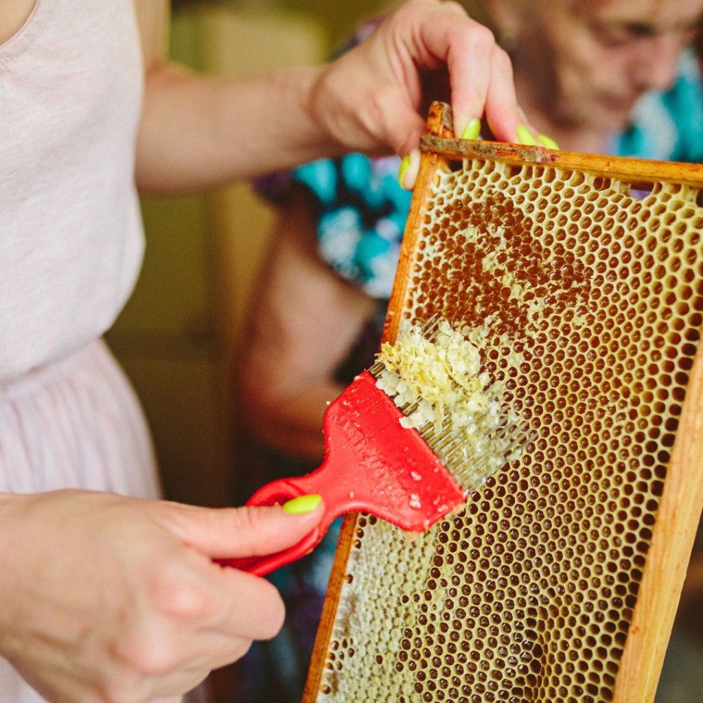 Atelier : Récolte de miel | FONLABOUR