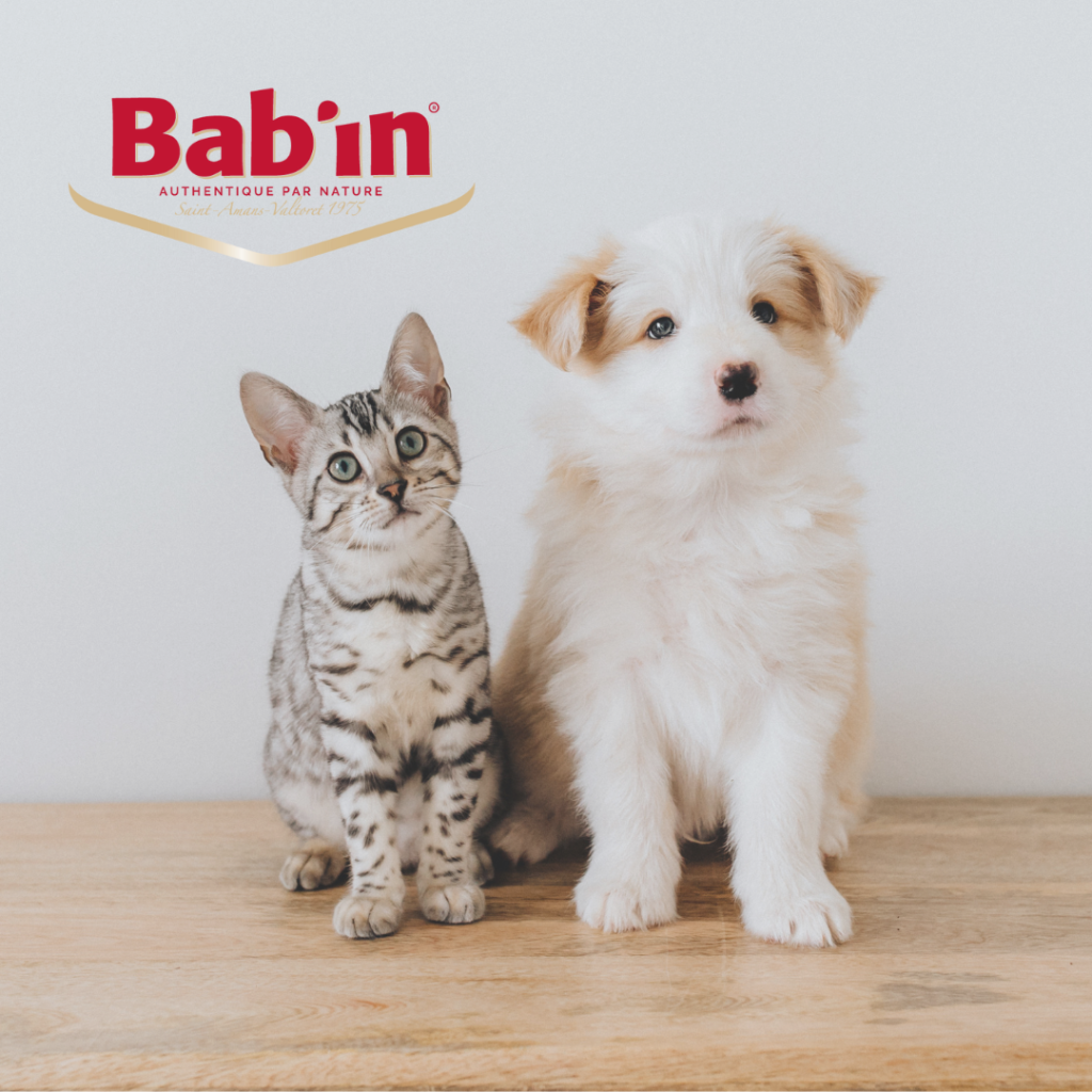 Animation Bab'in Chiens et Chats | CASTRES