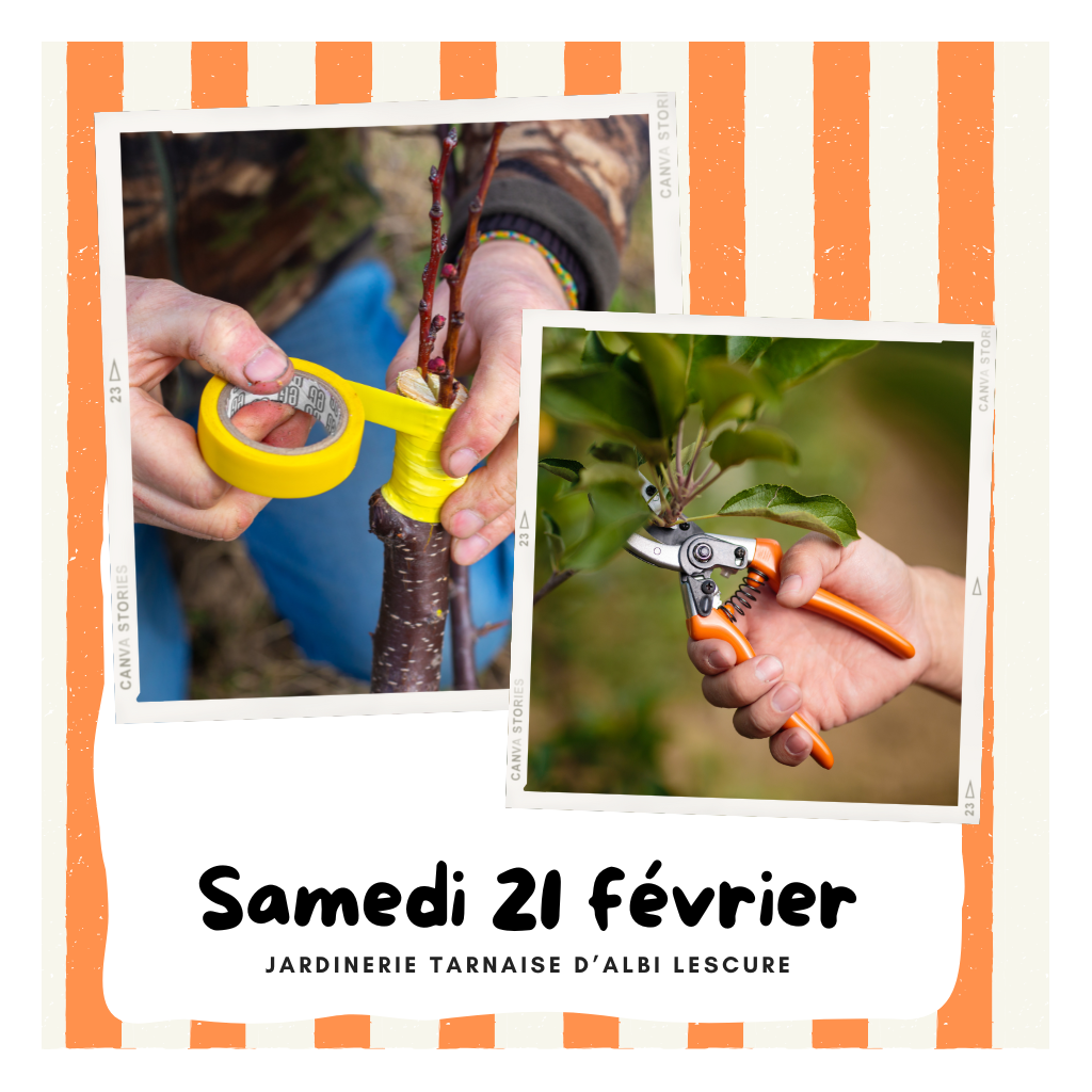 Atelier : Greffage & Taille | ALBI LESCURE