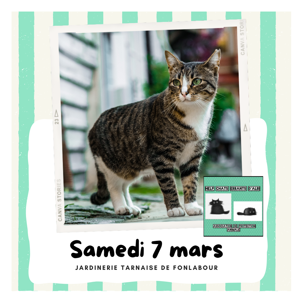 Collecte au profit des chats errants | FONLABOUR