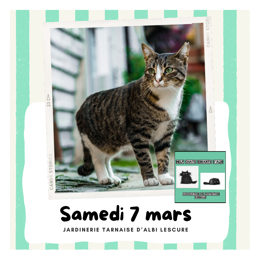 Collecte au profit des chats errants | ALBI LESCURE