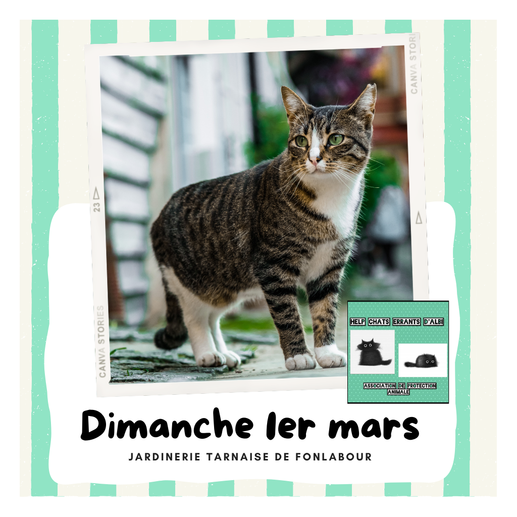 Collecte au profit des chats errants | FONLABOUR