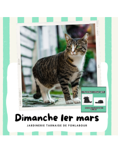 Collecte au profit des chats errants | FONLABOUR
