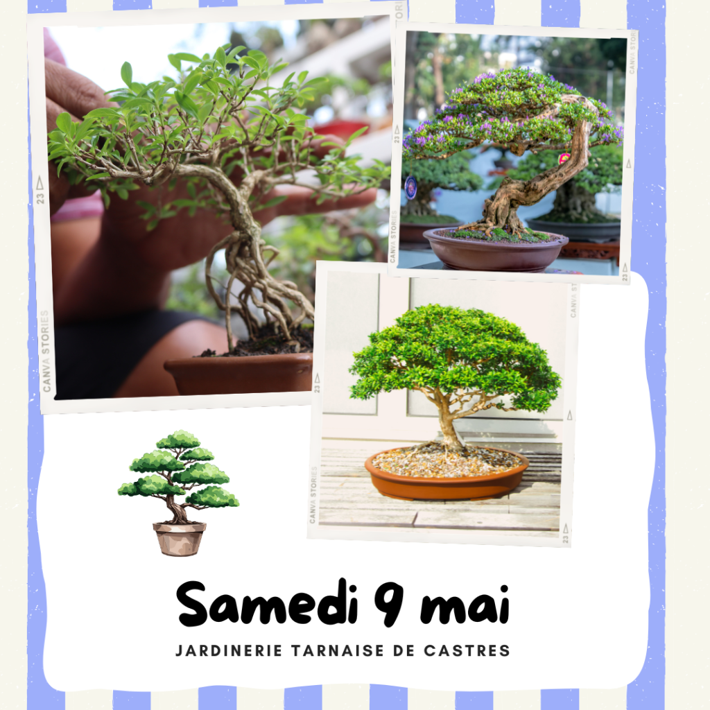Animation bonsaï, jardinerie tarnaise castres
