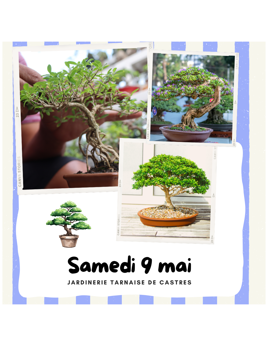 Animation bonsaï, jardinerie tarnaise castres