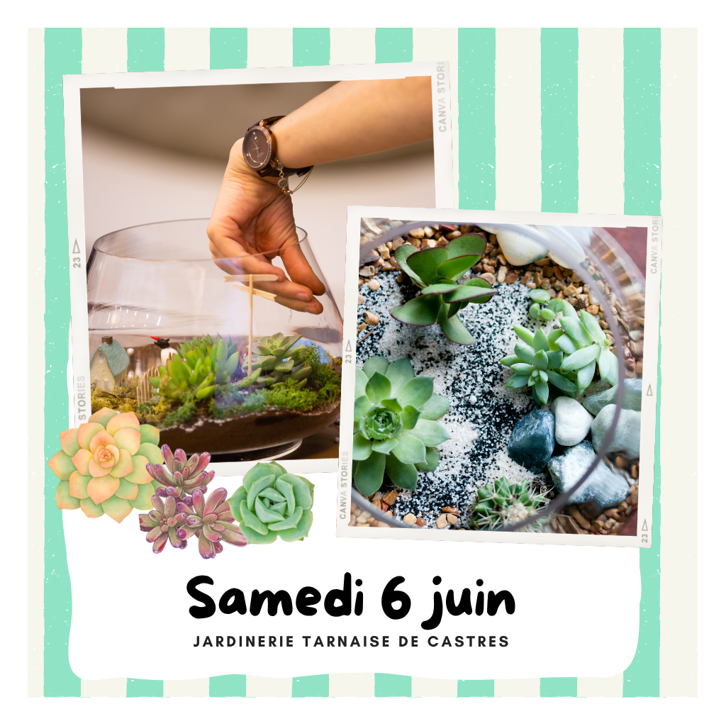 Animation Terrarium | CASTRES
