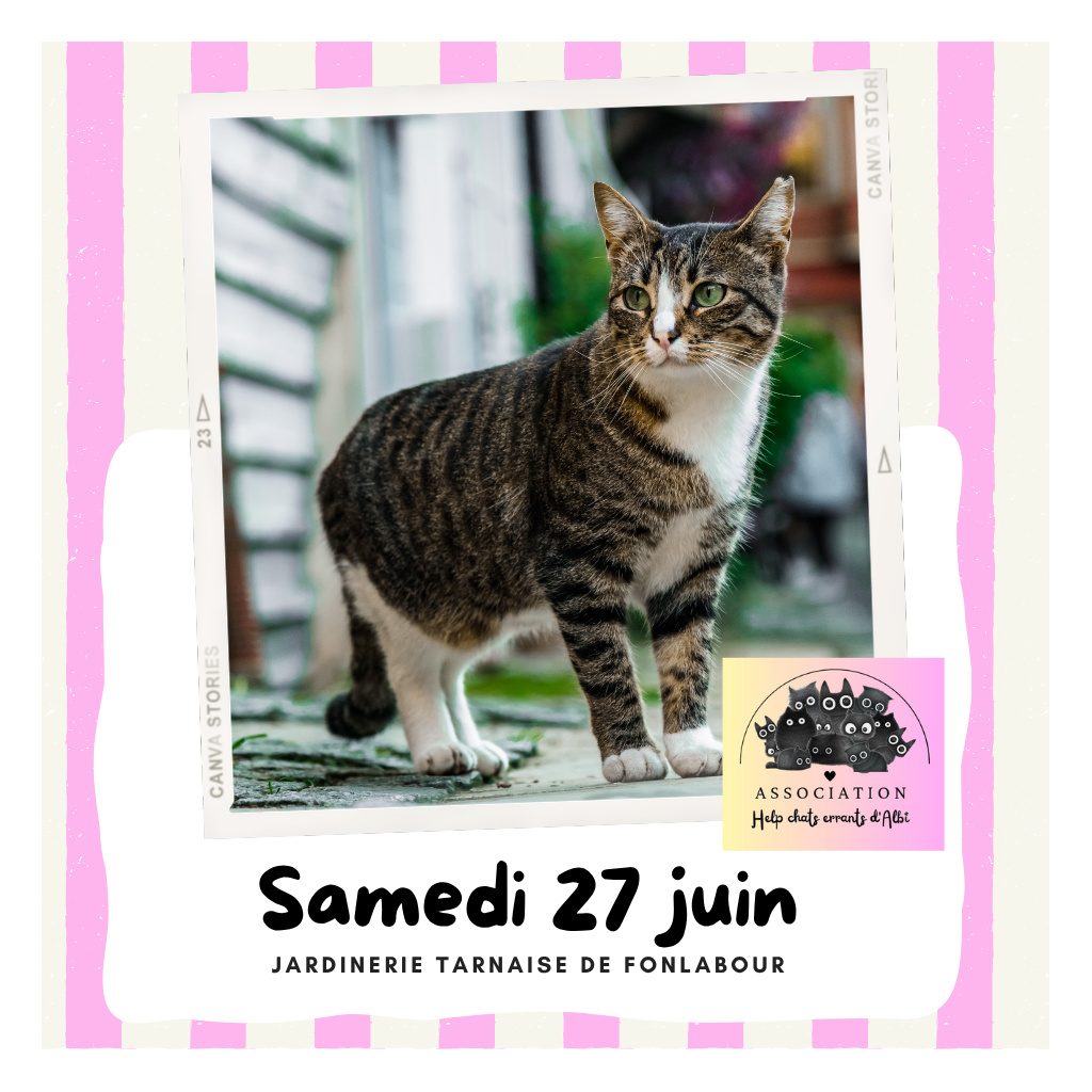 Collecte au profit des chats errants | FONLABOUR