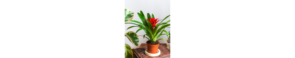 Plantes fleuries | Jardinerie Tarnaise