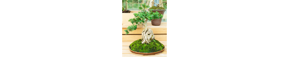 Bonsaïs | Jardinerie Tarnaise