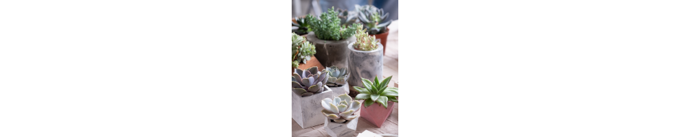 Mini-plantes | Jardinerie Tarnaise