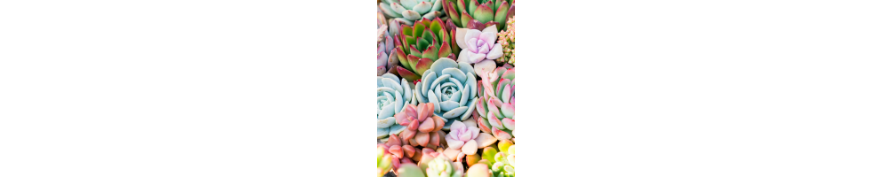 Cactus et succulentes | Jardinerie Tarnaise