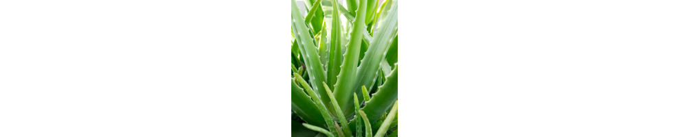 Aloe Vera | Jardinerie Tarnaise