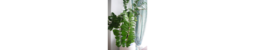 Zamioculcas | Jardinerie Tarnaise