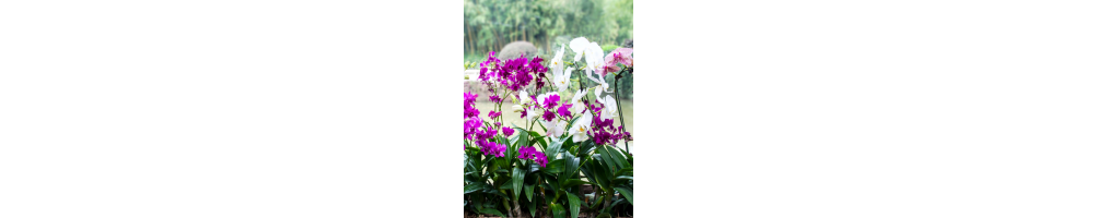 Les orchidées | Jardinerie Tarnaise
