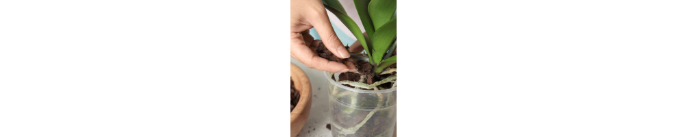 Soins des orchidées | Jardinerie Tarnaise