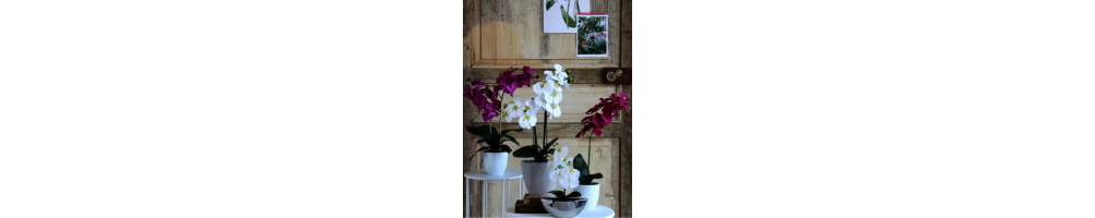 Fleurs artificielles | Jardinerie Tarnaise
