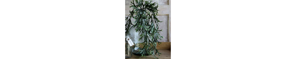 Feuillages | Jardinerie Tarnaise