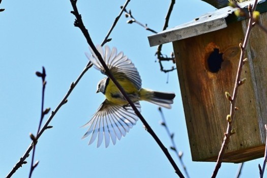 Accueillir les oiseaux de la nature au jardin