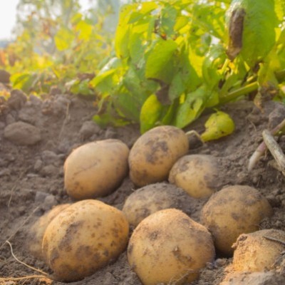 Comment Choisir Ses Pommes De Terre