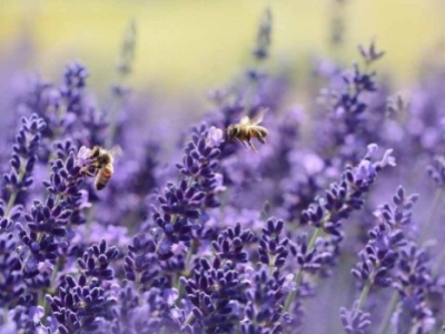 Cultivons la biodiversité