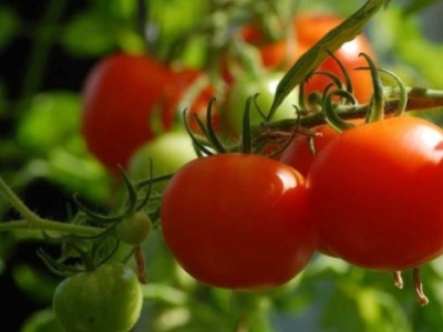 Nos conseils pour de belles tomates