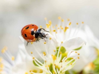 Nos amis du jardin