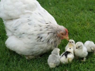 Comment bien accueillir des poules dans son jardin ? 