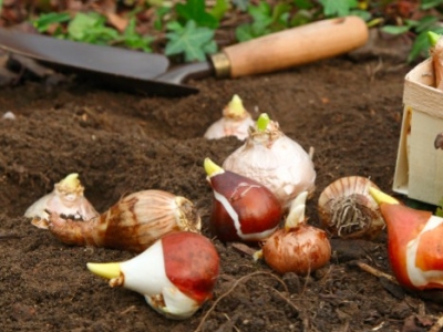 Planter vos bulbes à la mode de chez nous ! 