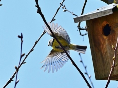 Accueillir les oiseaux de la nature au jardin