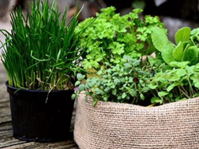 Comment sélectionner des plantes aromatiques pour son jardin ? 