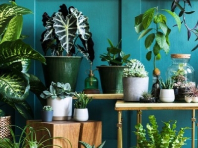 Les bienfaits des plantes en intérieur