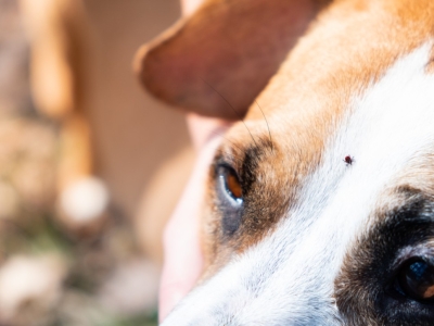 Puces, tiques, poux : comment sauvez vos animaux de l’enfer des parasites ?