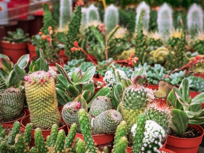 À la rencontre de Luca Danieli, notre partenaire passionné de plantes grasses !