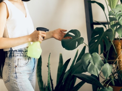 Soin des plantes et anti-nuisibles 