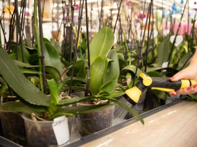 L'École du Jardin - Épisode 1 : préparer la terre et bien rempoter ses plantes