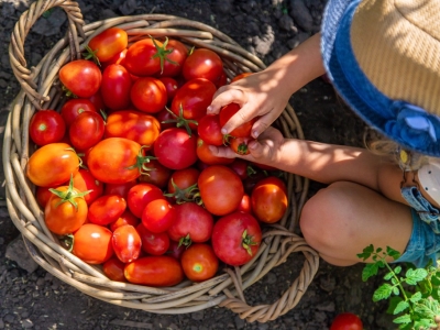 Réussir ses tomates au potager dans le Tarn : le guide complet