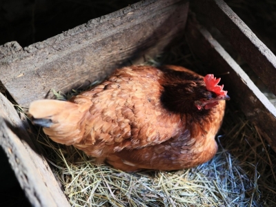Poux rouges des poules : comment les reconnaître et les éliminer efficacement